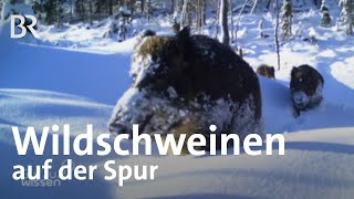 Wildschweine im Wald verfolgen Mit GPS gegen die Schweinepest  Gut zu wissen  BR [upl. by Neyrb]