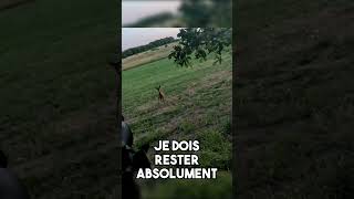 Une Chevrette Aboie à Quelques Mètres  animaux chasse nature [upl. by Lleumas546]