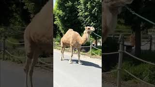 Dromedary Camel Pleasantly Walking at its Pace [upl. by Warring343]