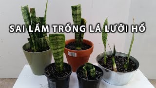 Sai Lầm Trồng Lá Lưỡi Hổ [upl. by Neel502]