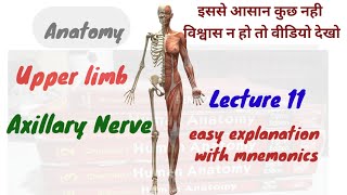 Axillary Nerve anatomy  Brachial Plexus  Anatomy  Upper limb  ऐसे पढ़ोगे तो नही भूलोगे [upl. by Beutler64]