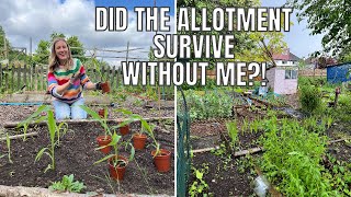 DID THE PLOT SURVIVE  ALLOTMENT GARDENING FOR BEGINNERS [upl. by Spieler536]