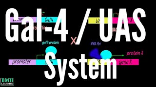 Gal4UAS System In Drosophila [upl. by Dyna]