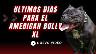 ULTIMA HORA 2024🔴 PROHIBIDO⛔️FIN DEL AMERICAN BULLY EN GRAN BRETAÑA [upl. by Ker]