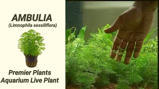 Ambulia plant care  Limnophila sessiliflora aquarium plant care with English Subtitle [upl. by Nevetse]