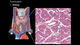 Thyroid and Parathyroid Glands [upl. by Chil]