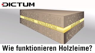 Wie funktionieren Holzleime  Adhäsion und Kohäsion [upl. by Bordy]