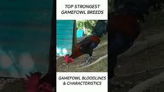 Top Gamefowl of the year 2024 short gamefowl rooster [upl. by Stranger]