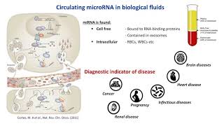 Exosome miRNA sequencing for biomarker profiling using the Ion S5 System and Ion Total RNAseq kit [upl. by Ainek]