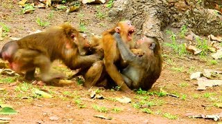 Why monkey fight each other like this  Monkey attack very much cos jealous  What happen next 610 [upl. by Saffian]