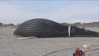 Dead whale washes ashore on Long Island beach [upl. by Dygert900]