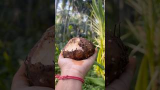 Karthikamasam lo kandha Baga thintam menu🥰explore jyothi utubeshorts garden karthikamasam [upl. by Anole781]