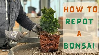 How to Repot A Bonsai [upl. by Rafaelita]