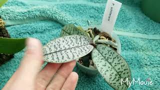 Small Phalaenopsis Species Talk [upl. by Eras423]