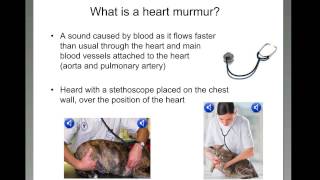 What is a heart murmur [upl. by Eriuqs]