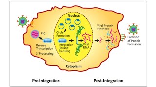 Retroviral Integration [upl. by Eichman987]