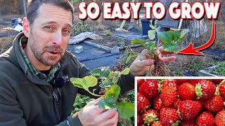 Growing Strawberries At Home Is Easy Complete Growing Guide [upl. by Narrad]