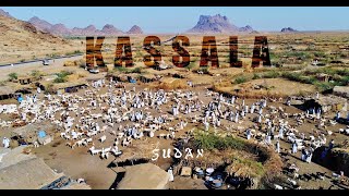 Sudan  Kassala cattle market شمبوب سوق المواشي [upl. by Willmert1]