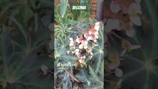 Begonia 🌱🌱🌱🌎🇬🇹agricultura flowers vivero gardenflower [upl. by Arrac328]