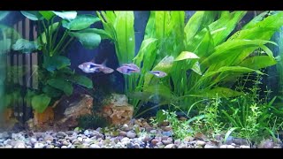 How To Breed Harlequin Rasboras [upl. by Oremodlab]