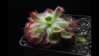 Drosera Cuneifolia Silvermine  Sundew Basic Information and Cultivation Requirements [upl. by Ferretti235]