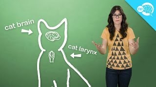 How And Why Do Cats Purr [upl. by Leunam624]