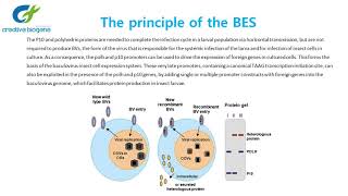 Baculovirus Efficient Tool for Protein Expression [upl. by Arerrac46]