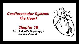 Ch 18  Cardiovascular System The Heart Part 3 Cardio Physiology  Electrical Events [upl. by Eenahpets581]