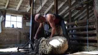 Shearing Rams in Canada vid 12 [upl. by Cassi826]