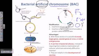 Bacterial artifical chromosome BACs [upl. by Susan]