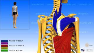 Lépaule ladduction les muscles adducteurs [upl. by Pollard391]