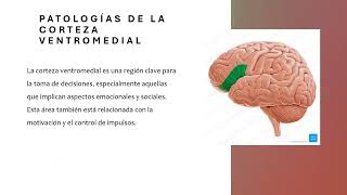 Patologías de las funciones ejecutivas Corteza orbitofrontal dorsolateral y ventromedial [upl. by Emerald]