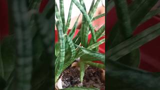 Sansevieria Cylindrica snakeplant indoorplants myplantlovinghome houseplants planthome plants [upl. by Fornof]