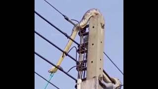 Snake got electric shok at electric tower [upl. by Clarita]