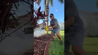 No Mosquitos GUARANTEED backyardgardening pestcontrol mosquitos [upl. by Eerised]