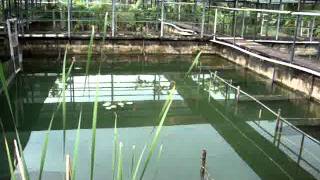 Li Chun Dragon Fish Industry Red Arowana Pond [upl. by Kresic]