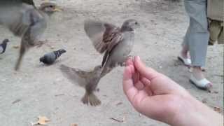 Bird feeding in Paris  Jardin des Tuileries [upl. by Betta34]