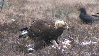 KUNGSÖRN Golden Eagle Aquila chrysaetos Klipp  3370 [upl. by Nelleyram]