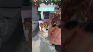 Dzień 2 kalendarz Miyu dog shiba adventcalendar [upl. by Aleak290]