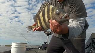 Calcasieu Lake fishing for Redfish and Sheepshead [upl. by Hgalehs]