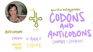 Whats the difference between Codon and Anticodon Intro Biology [upl. by Zeuqirdor]