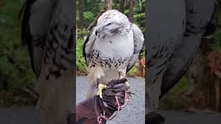 Meet Koyu one of our amazing Redtailed Hawks DidYouKnow Hawks unique [upl. by Jovitta701]