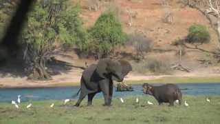 Safari 2014 Chobe NP Olifant versus nijlpaard 11 [upl. by Aicylla915]