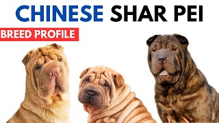 Chinese Shar Pei Breed Profile History  Price  Traits  Chinese Shar Pei Grooming Needs  Lifespan [upl. by Nabi]