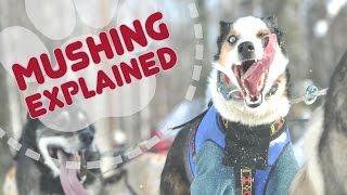 Mushing Explained Iditarod 2016 [upl. by Hakilam]