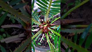 Cycas plant maintaince and care cycas palm gardening farming reel shorts garden trend bts [upl. by Yahska715]