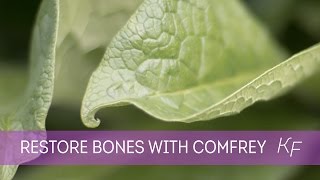 Comfrey  Part I How this Herb Restores Broken Bones Fractures and Ligaments Naturally [upl. by Anomis]