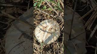 Полска печуркаAgaricus campestrisсем Печуркивкусна ядлива гъбаДерониПряпорец [upl. by Anauj891]