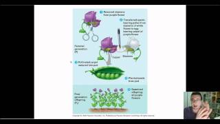 Mendelian Genetics Part 6 Self amp Cross Pollination True Breeding amp Genetic Cross Template [upl. by Arykahs823]