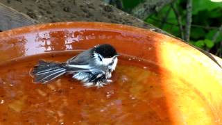 Chickadee Bath Ritual [upl. by Kerwin]